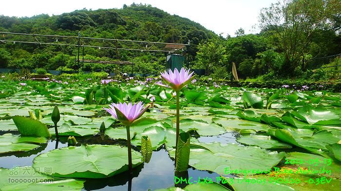 2012 05 13 荃錦坳、清快塘、小環塘、掃管笏P1470007