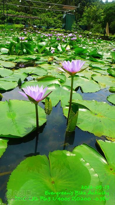 2012 05 13 荃錦坳、清快塘、小環塘、掃管笏P1470008