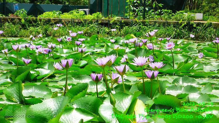 2012 05 13 荃錦坳、清快塘、小環塘、掃管笏P1470009