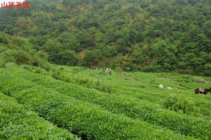 上古山-观顶-绝望坡-乌坑-陶坑-蟠溪山坡茶圆