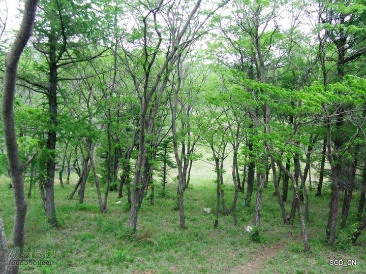 蟠龙山脊背行nEO_IMG_DSCF4336