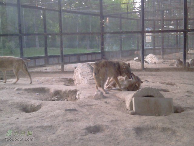 北京动物园晨练照片8