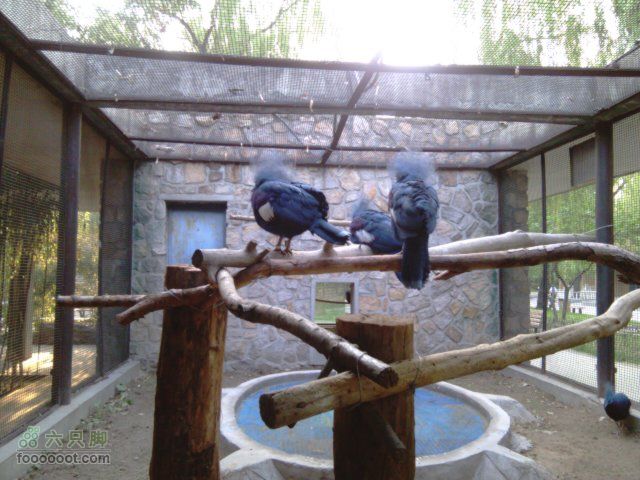 北京动物园晨练照片10