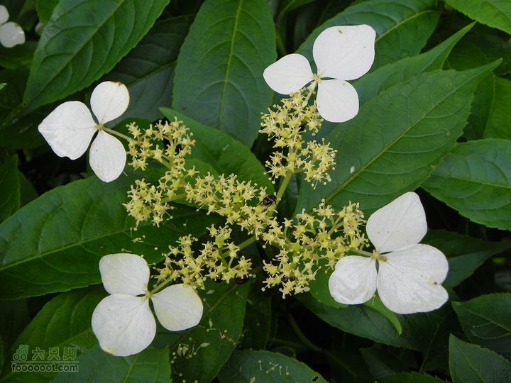 莆田大洋乡－永泰斗湖天池（往返）2012_0526_154219