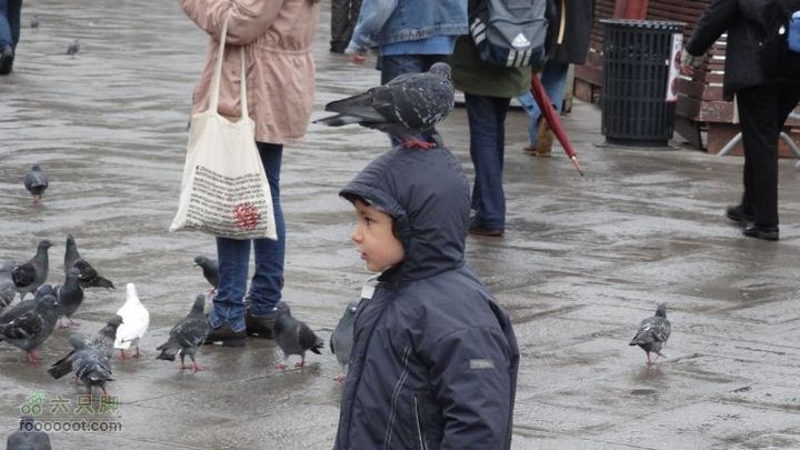 美丽水城威尼斯闲游圣马可广场的鸽子