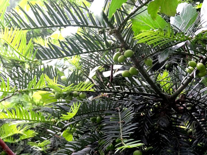 5.30,31 骑行大洋峪 登高云台山（二）登山部分DSC00357_副本