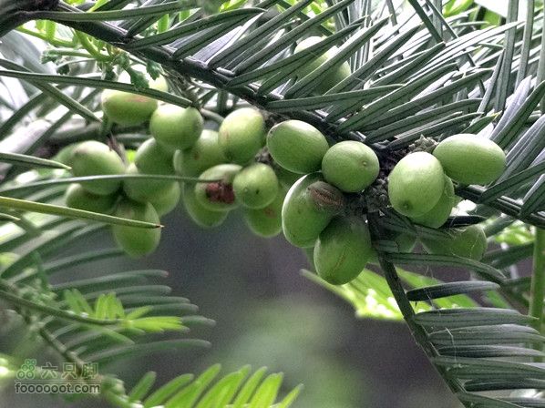 5.30,31 骑行大洋峪 登高云台山（二）登山部分DSC00360_副本