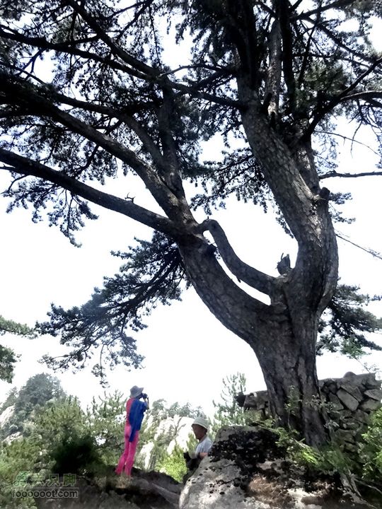 6.2 九鼎万花山--黑沟穿越DSC00683_副本