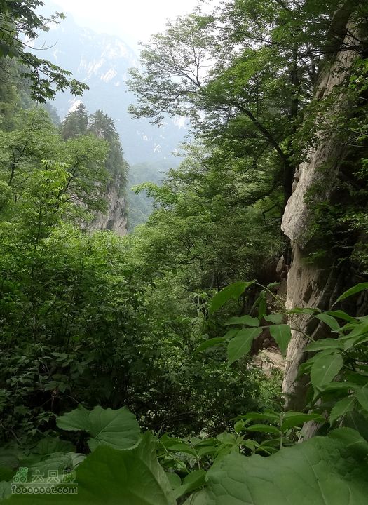 6.2 九鼎万花山--黑沟穿越DSC00769_副本