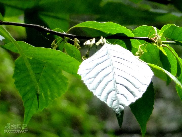 6.2 九鼎万花山--黑沟穿越DSC00771_副本