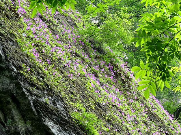 6.2 九鼎万花山--黑沟穿越DSC00775_副本