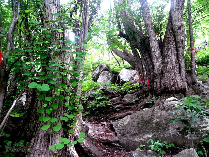 6.2 九鼎万花山--黑沟穿越DSC00802_副本