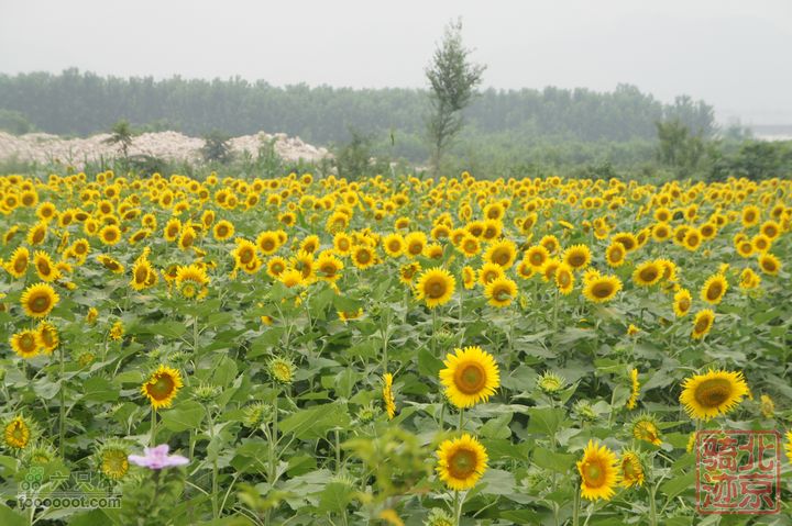 北京骑迹47 寻北京唯一一座无梁阁 访兴隆观万朵葵花向太阳