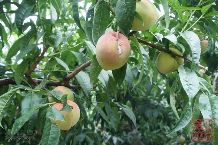 北京骑迹47 寻北京唯一一座无梁阁 访兴隆观朋友的桃园