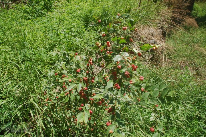 京西古道：王平-峰口庵-圈门DSC_0058