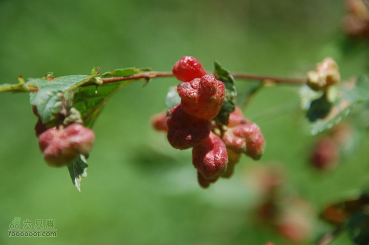 京西古道：王平-峰口庵-圈门DSC_0066