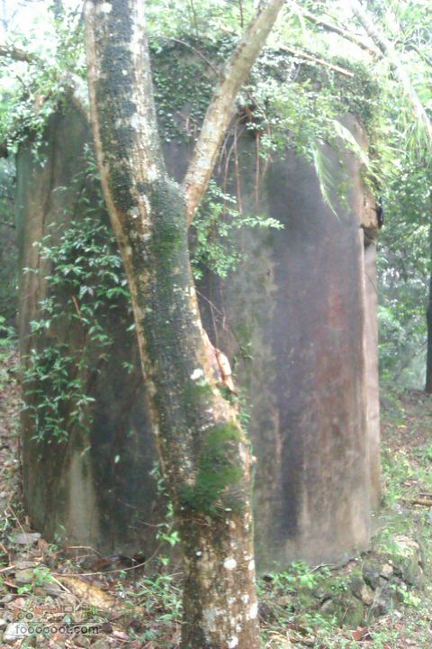 福州 雨中的森林公园1