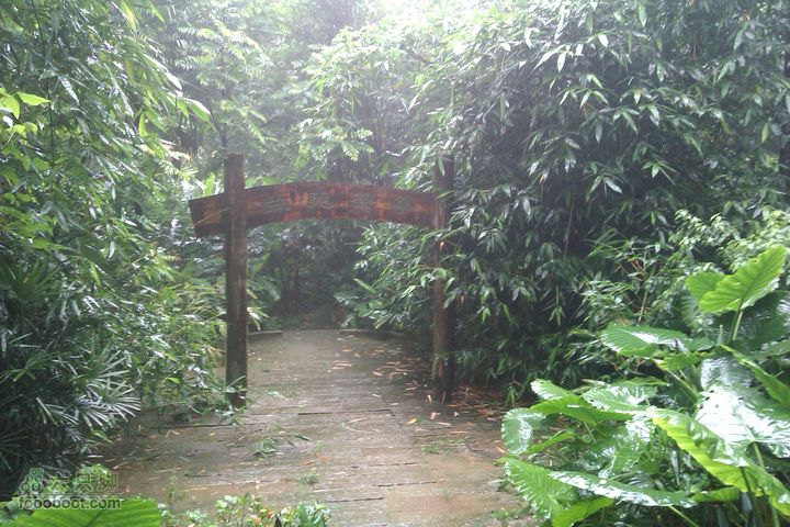 福州 雨中的森林公园1