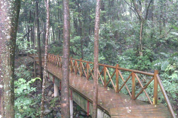 福州 雨中的森林公园1