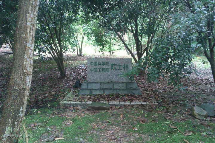 福州 雨中的森林公园1