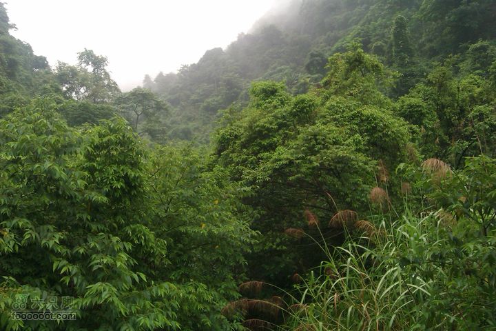 福州 雨中的森林公园IMAG0736