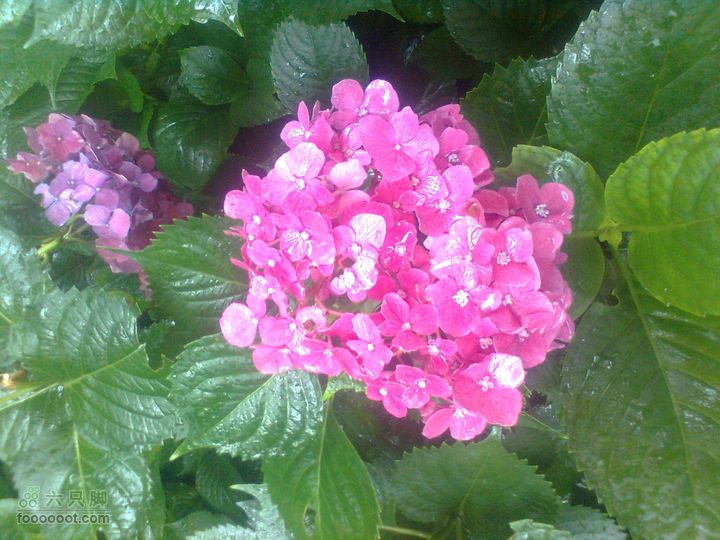 福州 雨中的森林公园图像0917