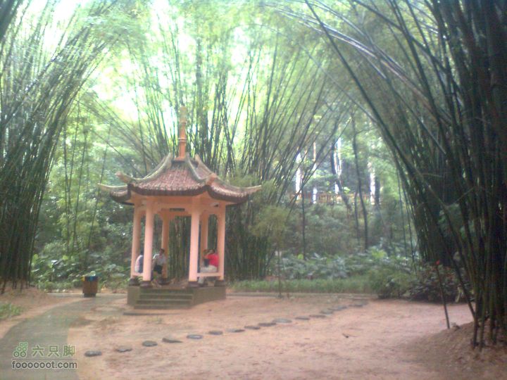福州 雨中的森林公园图像0921