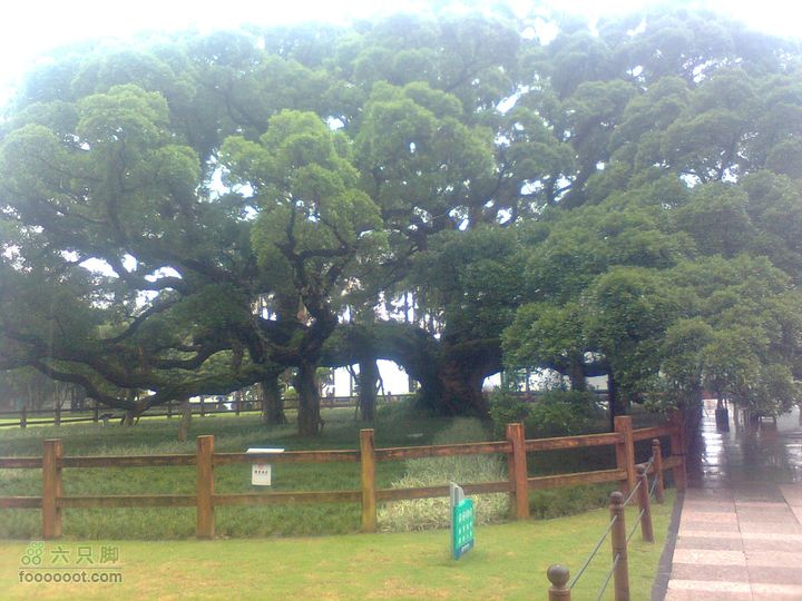 福州 雨中的森林公园1