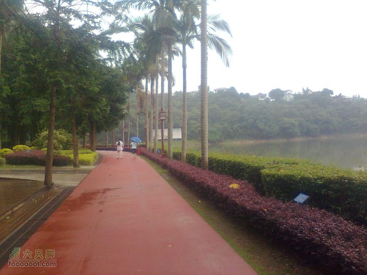 福州 雨中的森林公园橡胶道