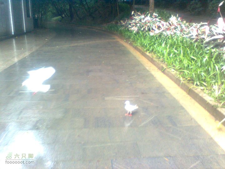 福州 雨中的森林公园图像0918