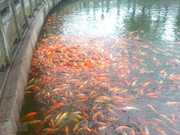 福州 雨中的森林公园榕荫观鱼