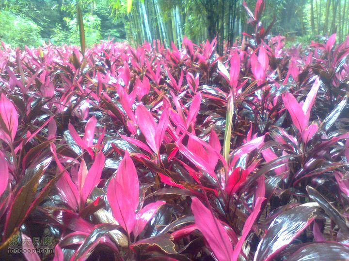 福州 雨中的森林公园图像0923