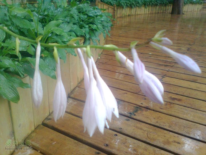 福州 雨中的森林公园图像0916