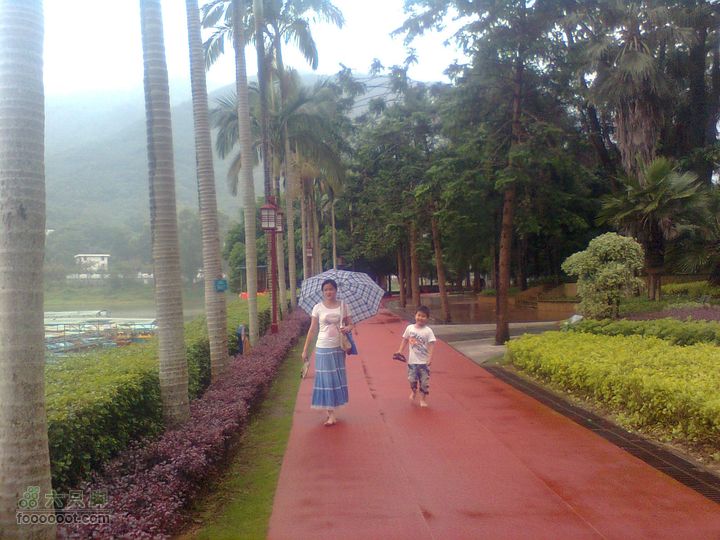 福州 雨中的森林公园橡胶路