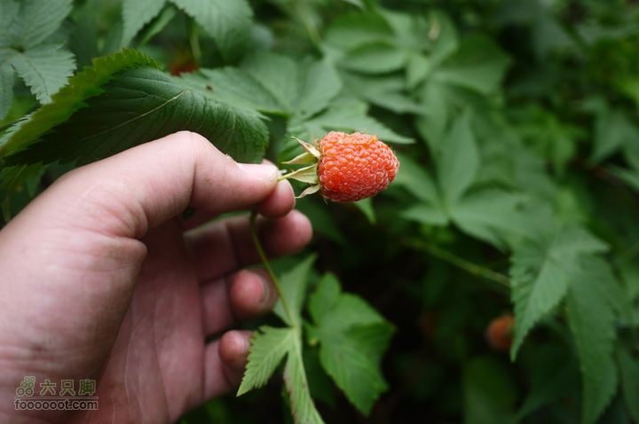 安吉井空里峡谷经典路线（谷底上行，红旗渠下）P1080501