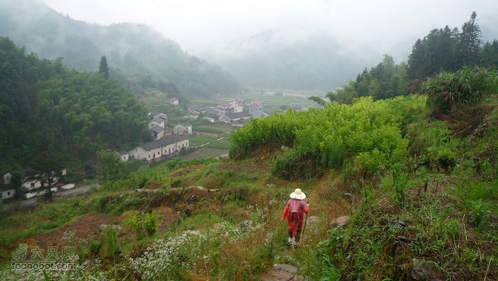探秘徽开古道-----泰厦到白际徒步穿越P1100838