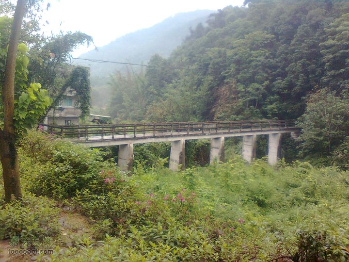 福州 雨中的森林公园图像0890