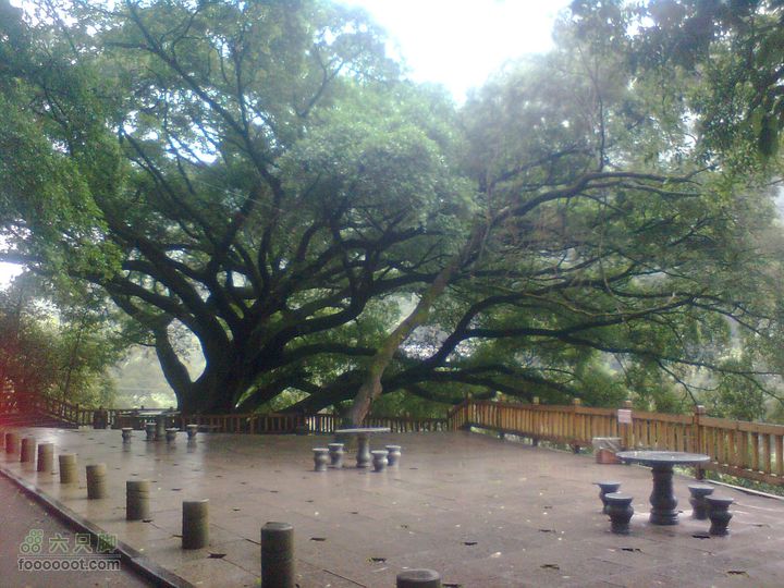 福州 雨中的森林公园图像0896