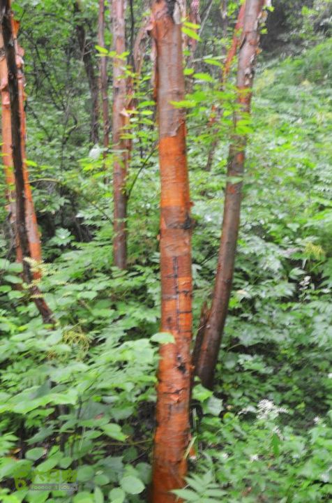 东佛沟-高山草甸-东平沟DSC_0092