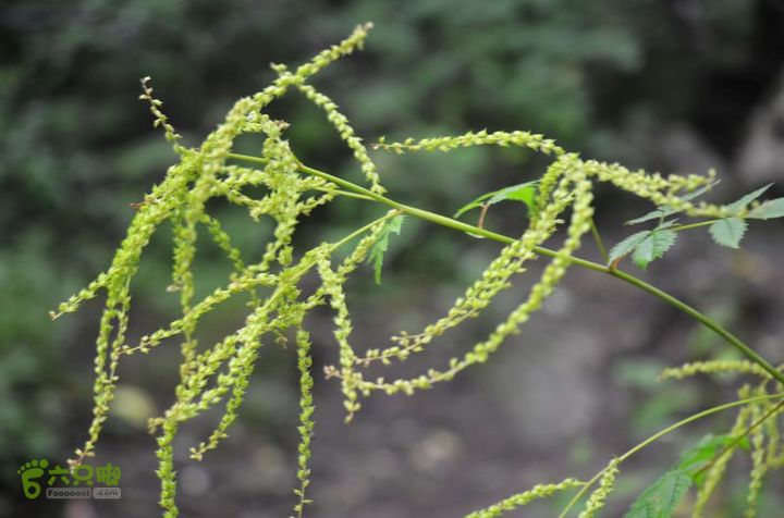 东佛沟-高山草甸-东平沟DSC_0095