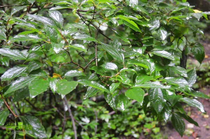 东佛沟-高山草甸-东平沟DSC_0109