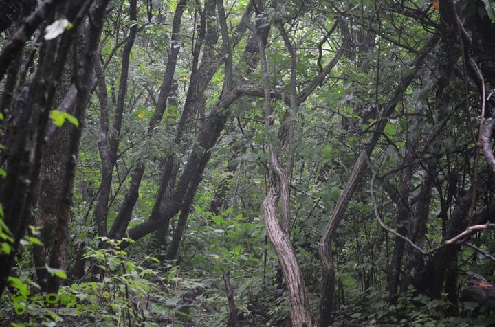 东佛沟-高山草甸-东平沟DSC_0114