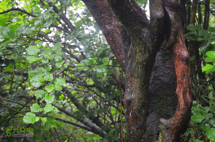 东佛沟-高山草甸-东平沟DSC_0117