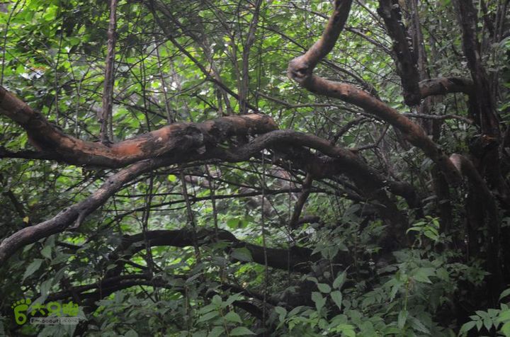 东佛沟-高山草甸-东平沟DSC_0118
