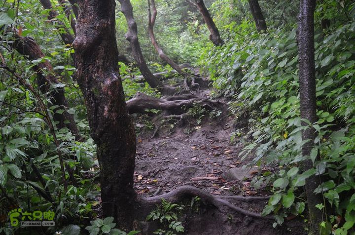 东佛沟-高山草甸-东平沟DSC_0119