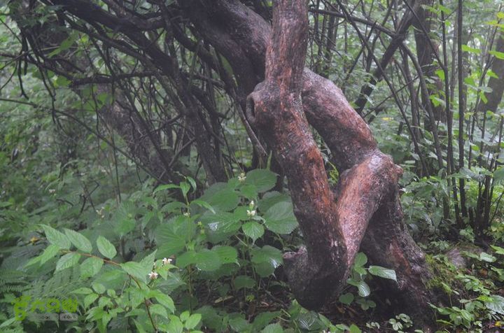 东佛沟-高山草甸-东平沟DSC_0126