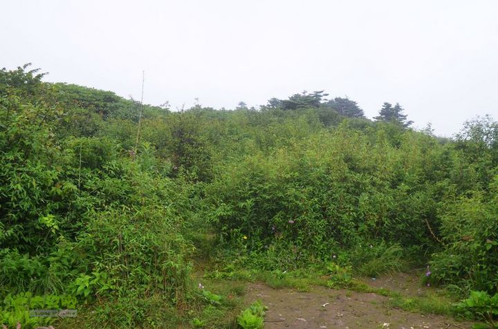 东佛沟-高山草甸-东平沟DSC_0127