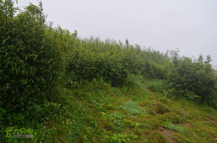东佛沟-高山草甸-东平沟DSC_0142