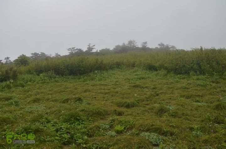 东佛沟-高山草甸-东平沟DSC_0158