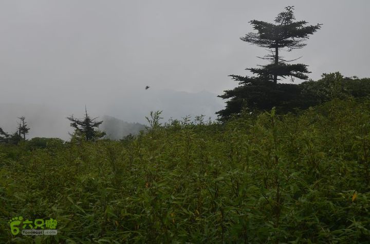 东佛沟-高山草甸-东平沟DSC_0160